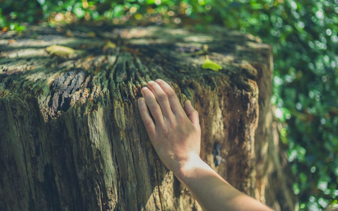 La Psychogénéalogie une discipline qui fait parler d’elle !